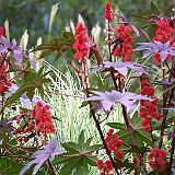 miscanthus-sinensis-cosmopolitan-et-ricin-rouge