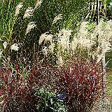 miscanthus-sinensis-dronning-ingrid
