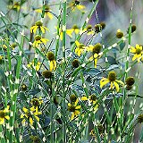 miscanthus-sinensis-zebrinus-et-rudbeckia