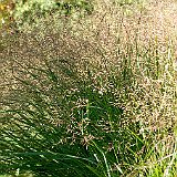 panicum rehbraun