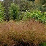 panicum warrior