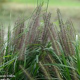 pennisetum moudry