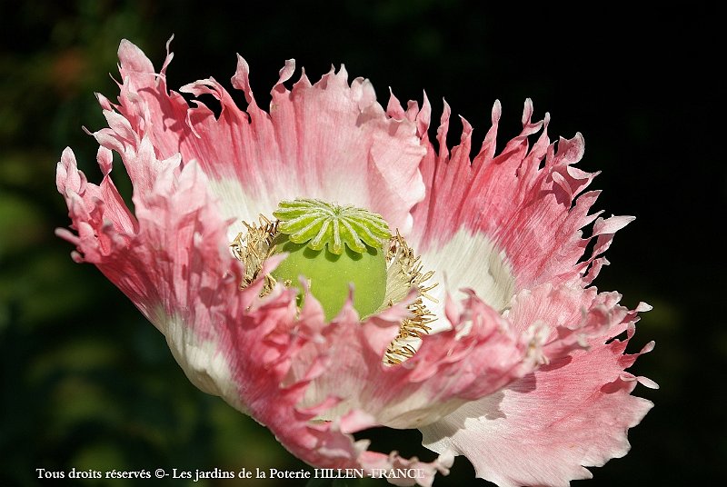 pavots