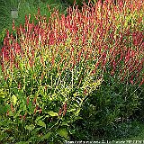 Persicaria amplexicaulis Speciosa