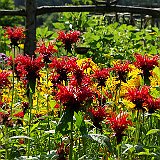 monarde
