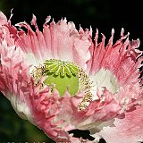 pavots