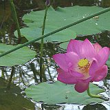 6  lotus au biotope de libellule