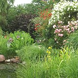 7  biotope de grenouilles dévant le jardin médiéval avec ses rosiers
