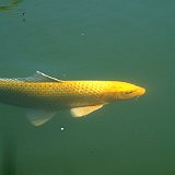 Dsc00045  carpe koi dans l&#39;étang exotique