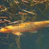 Dsc00054  Carpe koi dans l&#39;étang exotique