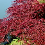 Dsc01184  érable (acer dissectum &#39; Paul Garnet &#39;) d&#39;étang