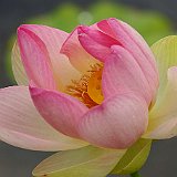 Imgp1133a  fleur de lotus au biotope