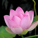 Imgp1456  lotus (nelumbo nucifera) au biotope